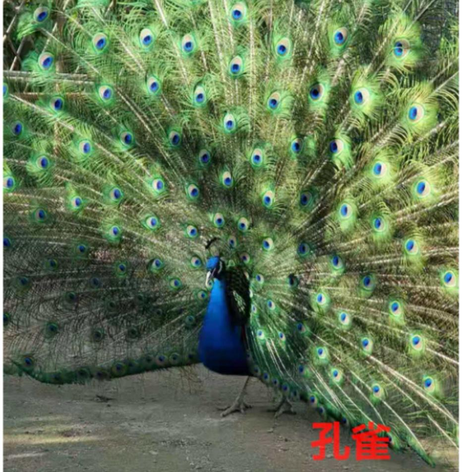 1666256864185096.png 图片6.png